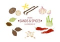 Selected spices herbs, and different spices in vintage style isolated on a white background, vector illustration Royalty Free Stock Photo