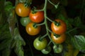 2 - Selected variation of freshly grown cherry plum tomatoes. Natural