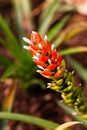 Selectice focus. Costus or red tower ginger tropical plant