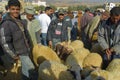 Selecting a sheep for the sacrifice of Eid al-Adha Royalty Free Stock Photo