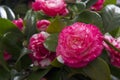 Beautiful Camellias blooming with dark green leaves.