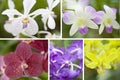 Selection beautiful orchid