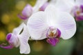 Selection beautiful orchid