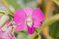 Selection beautiful orchid on blur background. Selective focus.