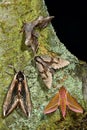 Selection of British hawk-moths. Several species of large british moths in the family Sphingidae
