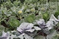 Selection of Cabbage Varieties. Royalty Free Stock Photo