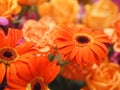 Selection of close up orange Gerbera Flower on blurred of group carnation rose flower background Royalty Free Stock Photo