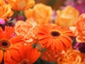 Selection of close up orange Gerbera Flower on blurred of group carnation rose flower background Royalty Free Stock Photo