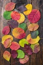 Selection of colorful autunm leaves Royalty Free Stock Photo