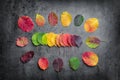 Selection of colorful autunm leaves