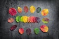Selection of colorful autunm leaves Royalty Free Stock Photo