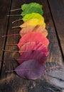Selection of colorful autunm leaves