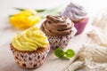 Selection of colorful cupcakes, white background Royalty Free Stock Photo