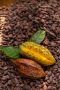 Selection of completed cocoa seeds must be dried before into sac