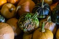 Close up of a small knobbly gourd at harvest time