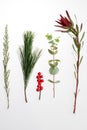 Selection of floral elements: Leucadendron, Safari Sunset, pine tree, eucalyptus, holly isolated on white background.