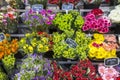 Selection of flowers on display Royalty Free Stock Photo