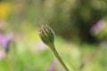 English country garden flowers Royalty Free Stock Photo