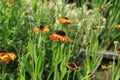 English country garden flowers Royalty Free Stock Photo