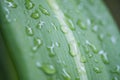 Selection focus drop of water on green leaf background Royalty Free Stock Photo