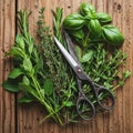 Vulgaris basil Ocimum basilicum and oregano Origanum vulgare is displayed Royalty Free Stock Photo