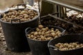 Selection of freshly harvested potatoes in the farm of Fontanales