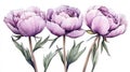 A selection of hand-drawn watercolor peonies and botanical elements, prominently featured on a white background. Royalty Free Stock Photo