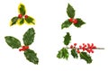 Selection of holly Royalty Free Stock Photo