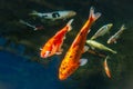 A selection of Koi carp fish swimming in a pond. There are two large golden and black ones and then a silver, yellow and black Royalty Free Stock Photo