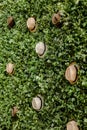 Selection of panama hats on a lush, green garden of foliage in front of a classic structure