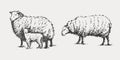 A selection of silhouettes of sheep and domestic animals drawn by hand with a pen. Illustration on an isolated background in retro