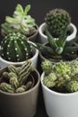 Selection of six small cacti and succulent plants in pots