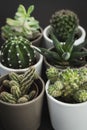 Selection of six small cacti and succulent plants in pots Royalty Free Stock Photo