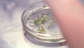 Selective focus of plants used for biological research. Plants in Petri plate