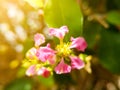 Selection soft focus on the yellow pollen of beautiful pink flowers. Pink flowers with bokeh nature light background.