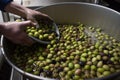 tree harvest olive ripe nature green food oil leaf healthy. Generative AI.