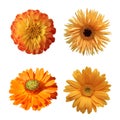 Selection of Various Flowers Isolated