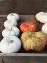 A selection of 4 white and 2 pink pumpkins for sale.