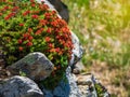 Beautiful floral natural background with red flowers Rhodiola rosea snowdon rose close up on a background of rocks in the