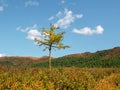 A small yellow larch tree in the middle of an autumn golden field. Scenic mountain landscape with coniferous tree on yellow autumn Royalty Free Stock Photo