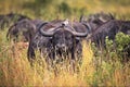 Selective of an African buffalo (Syncerus caffer caffer) with a small bird on its back Royalty Free Stock Photo