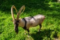 Selective of a Bezoar ibex (Capra aegagrus aegagrus) in greenery Royalty Free Stock Photo