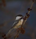 Selective of a black-capped chickadee (Poecile atricapillus) on a branch Royalty Free Stock Photo