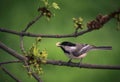 Selective of a black-capped chickadee (Poecile atricapillus) on a branch Royalty Free Stock Photo