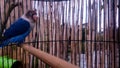 Selective of a blue lovebird (Agapornis personatus) parrot in a cage Royalty Free Stock Photo