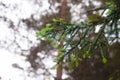 Selective blur on branches of tall pine trees, some christmass fir tree with a focus on their pine needles Royalty Free Stock Photo