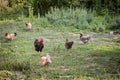 Selective blur on a brown rooster, or cock, standing in the middle of a farmyard, surrounded by younger hens and chickens, Royalty Free Stock Photo