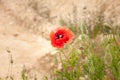 Selective blur on a close up of a signle red common poppy standing in a field of green grass and yellow sand. Also called papaver