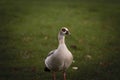 Egyptian Goose posing in grass in a park in Bonn, Germany. called Alopochen aegyptiaca, it\'s a common goose