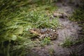 Selective blur on a European common toad, hidden in the grass and mud of a swamp, observing and staring with his eye bulbs. Royalty Free Stock Photo